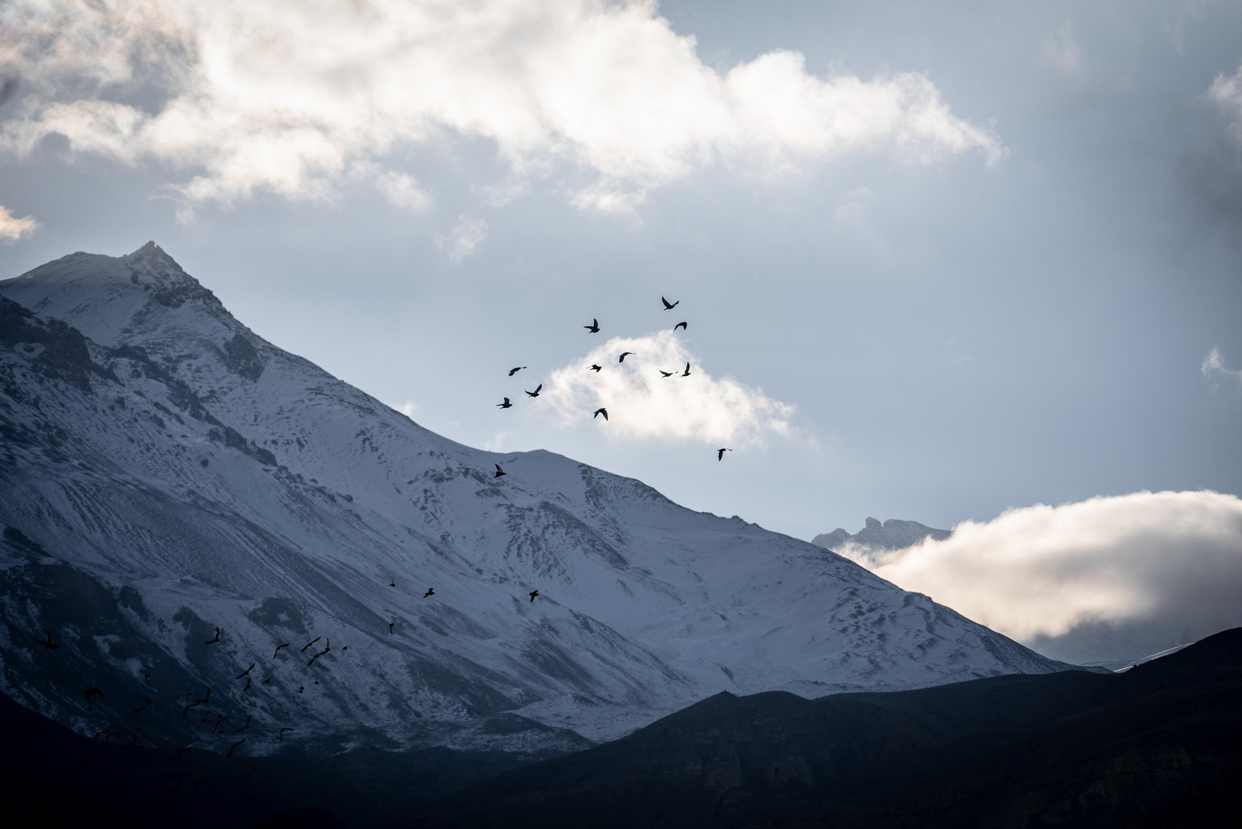 Silhouetted birds against blue sky of snowy Himalayan mountains