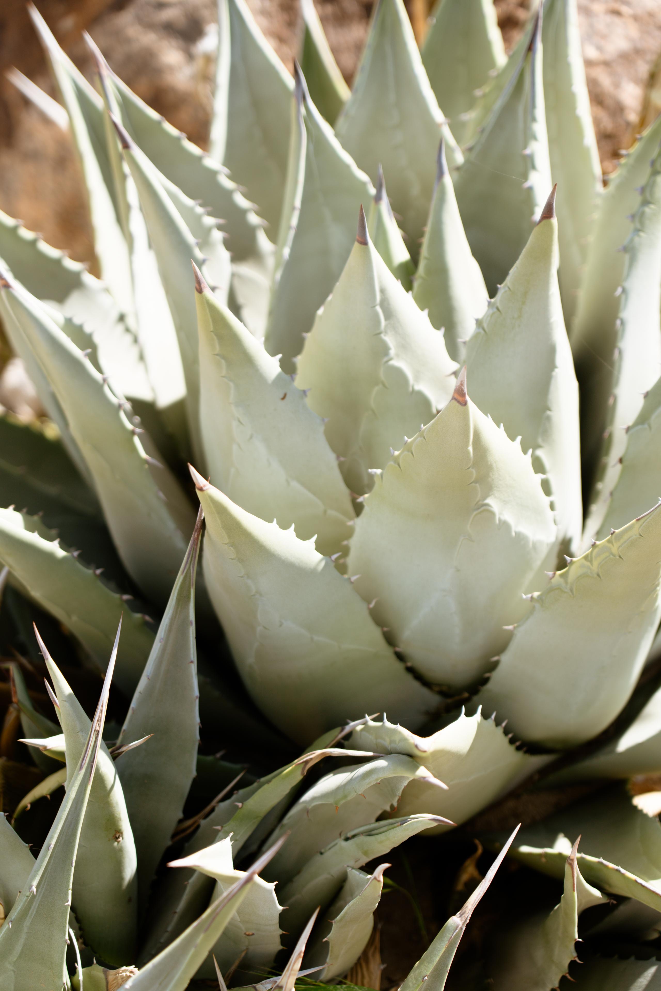 Closeup of agave plant in Joshua Tree