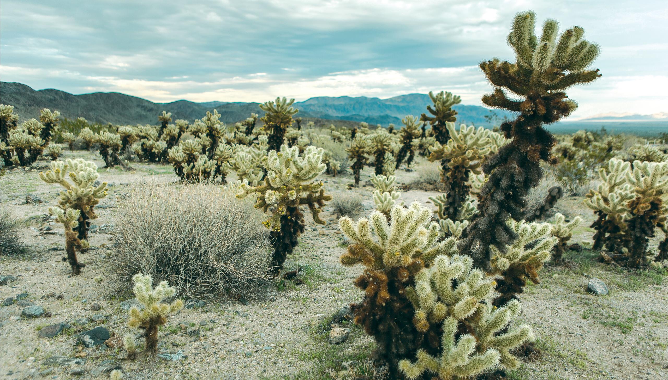 Scenary from Joshua Tree