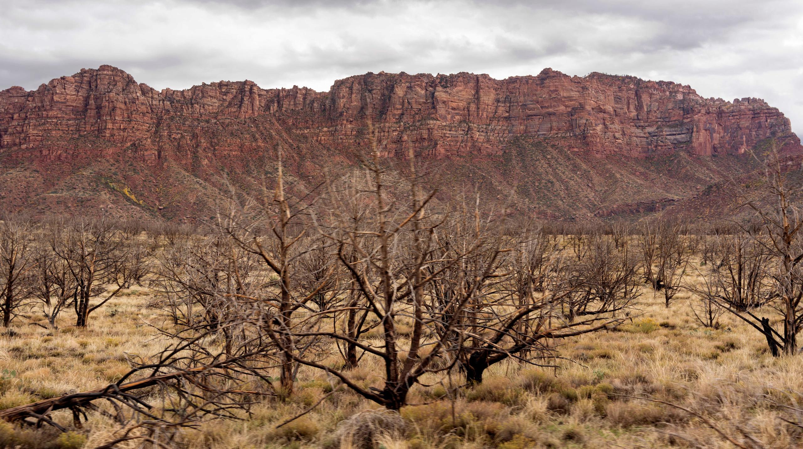 Trees and mountain scape in Utah