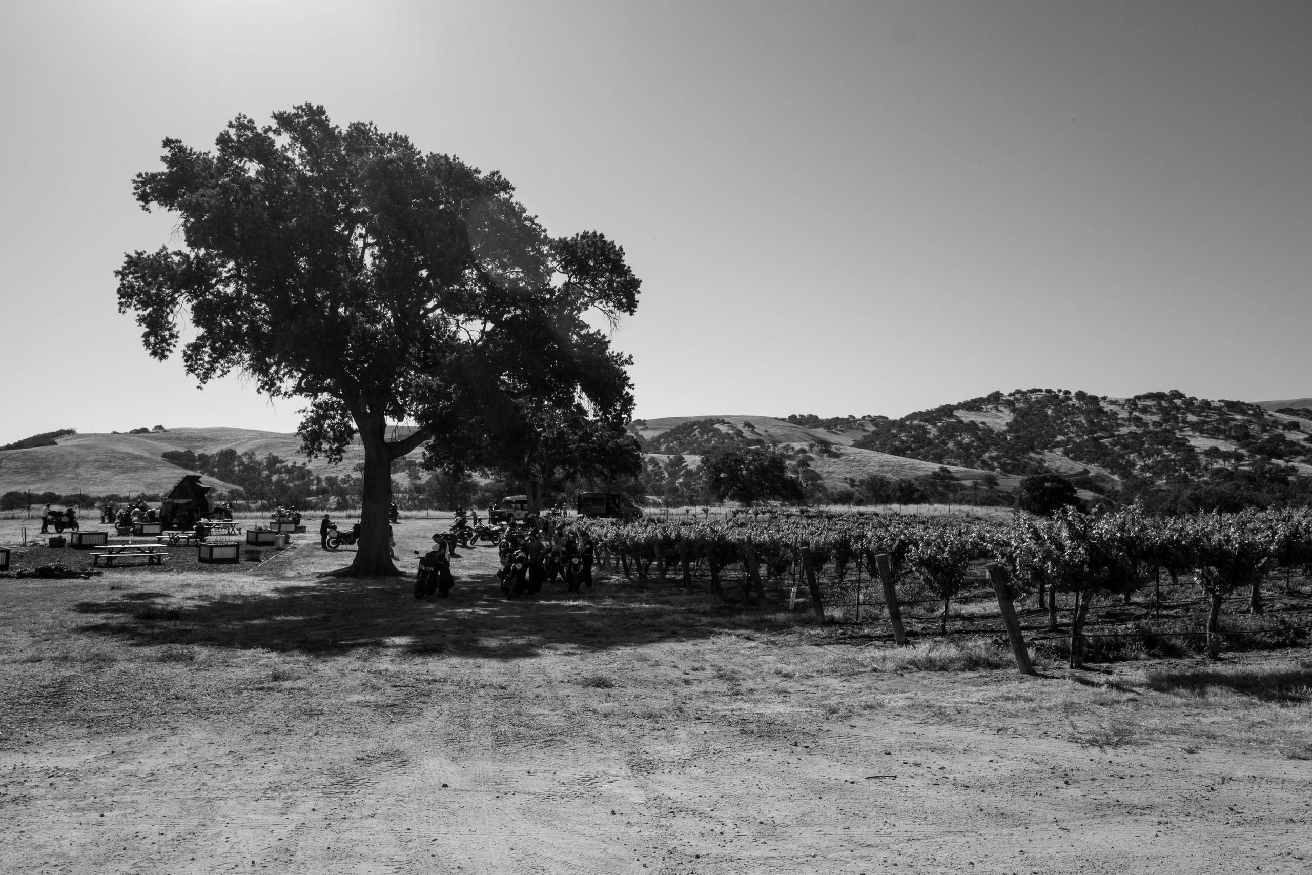 Black and white photo of motorcycles parked under oak tree in Paso Robles winery