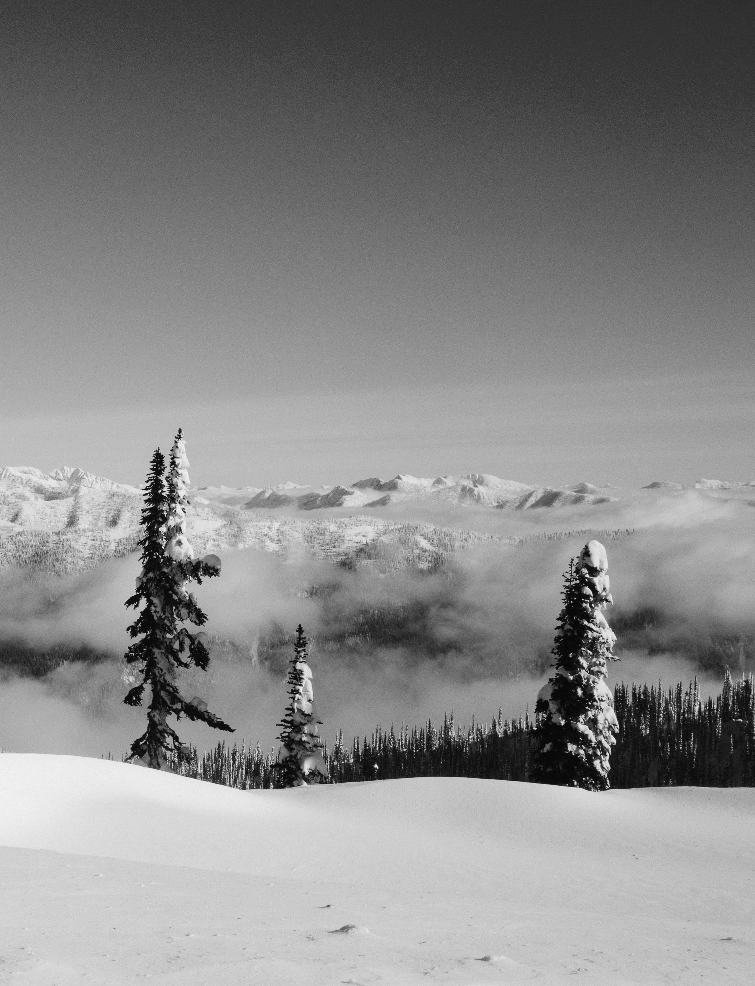 Black and white photo of snowy Alaskan landscape with pine trees and mountain range in the distance