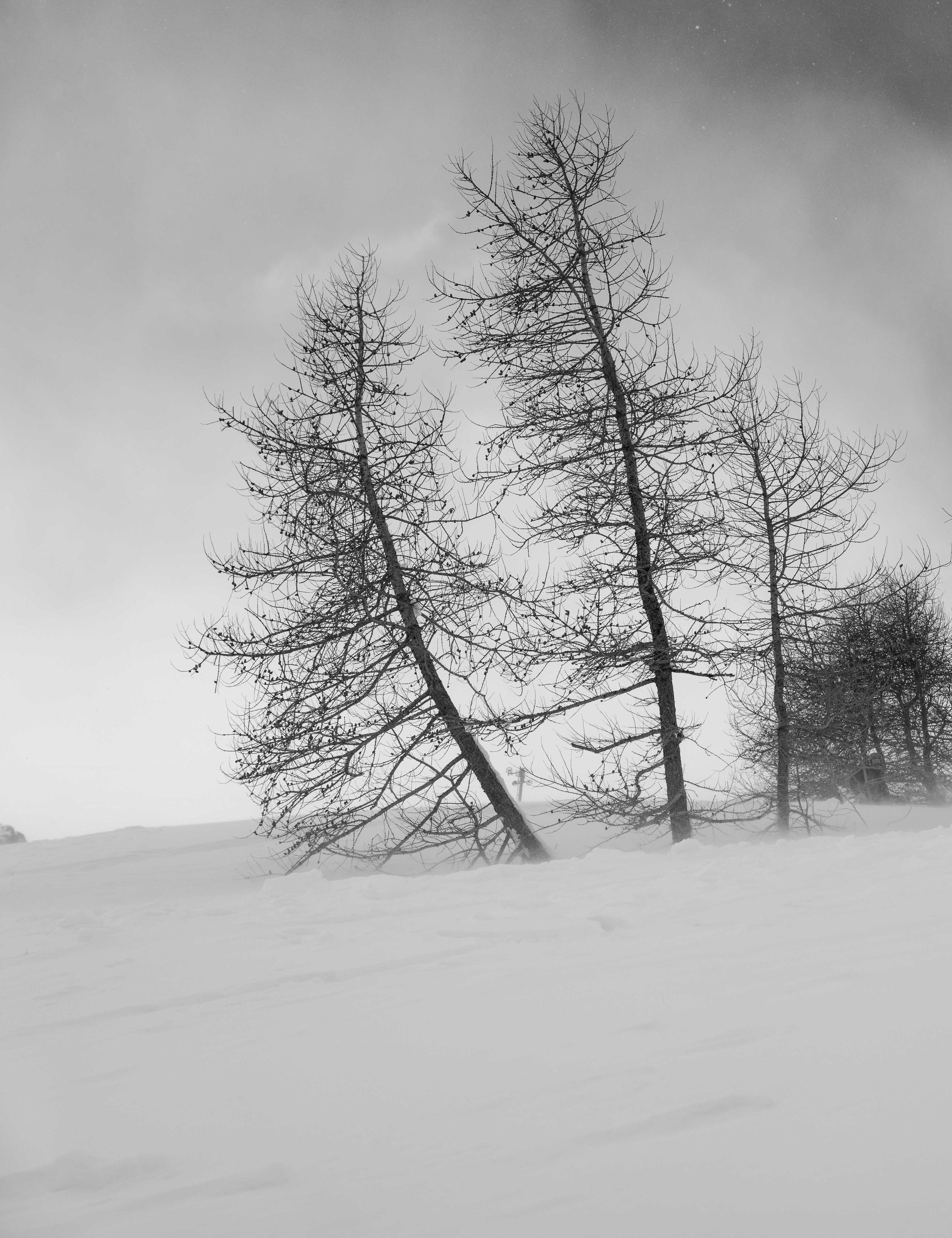 Trees in snowy mountain