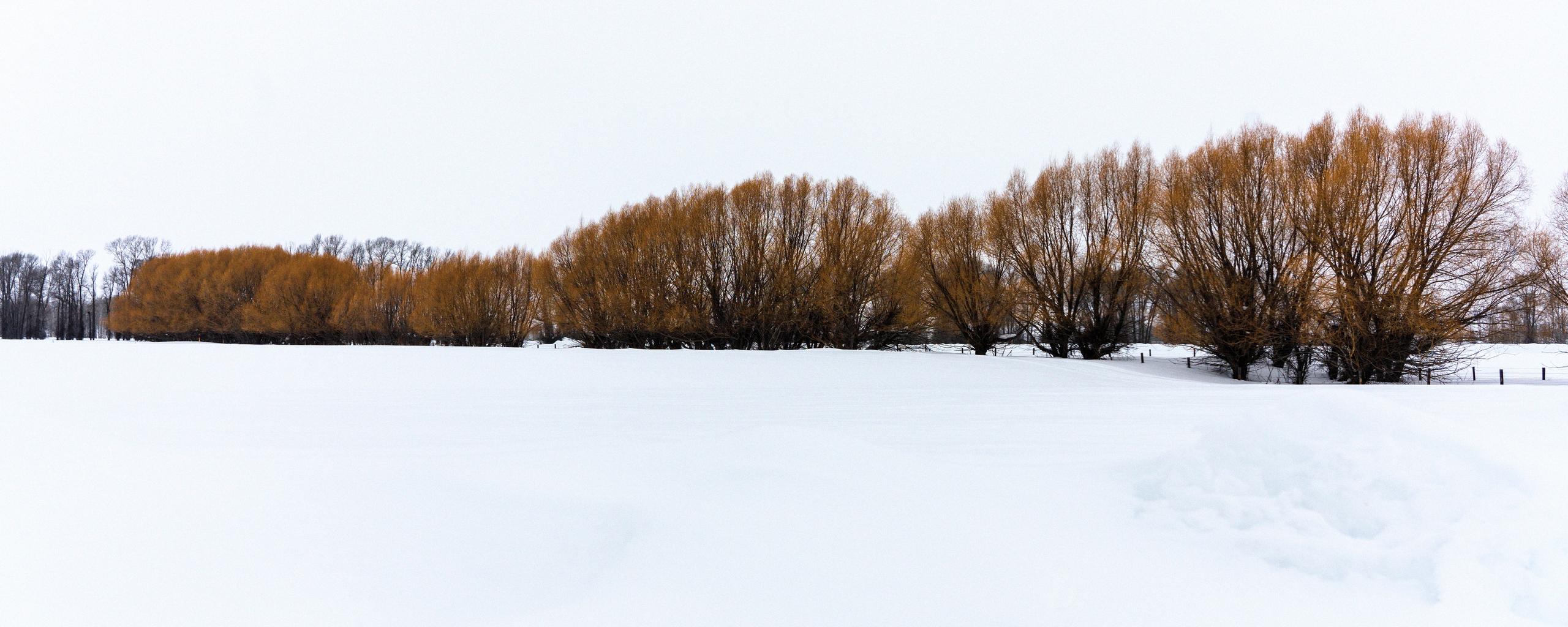 Snowy landscape in Jackson Hole