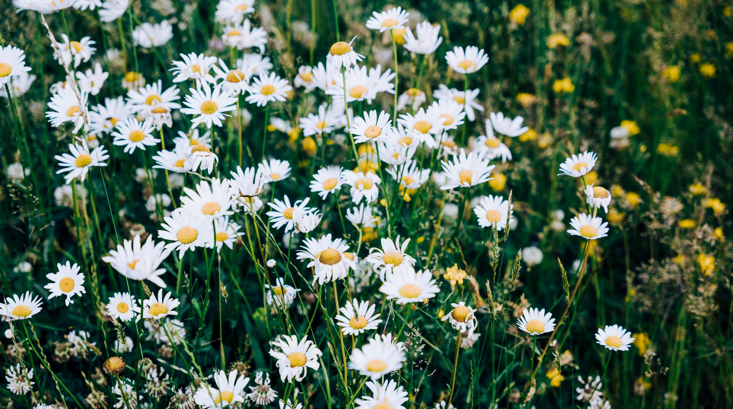 White and yellow wildflowers in field in Patagonia