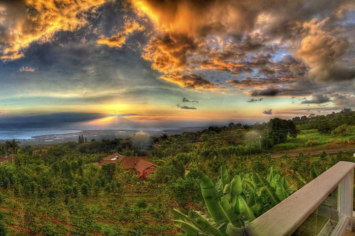The Hawaii Island Coffee Tour Guide We've All Been Waiting For
