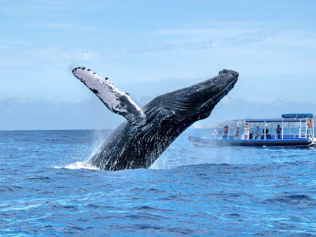 Whale breaching