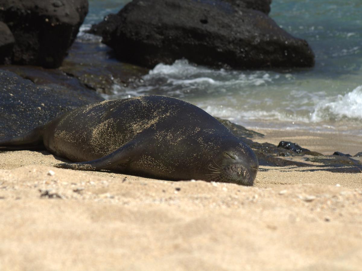 Snorkeling in Hawaiʻi