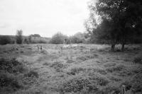 Cows in an overgrown field in the South Downs. Some volunteers are maintaining the land and appear to be clearing an overgrowth. Taken on one of the walks I like to go on with my wife.