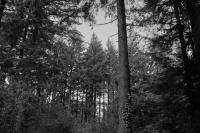 The pointy tops of pine trees. Looking up to the sky from ground level.