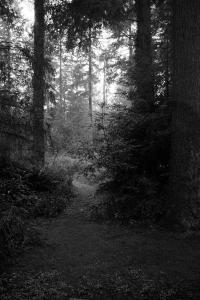 A clearing in the woods, the sky is bright behind the trees.