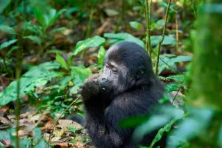 Gorilla in Bwindi nationalpark