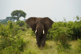 Elephant in Queen Elizabeth national park