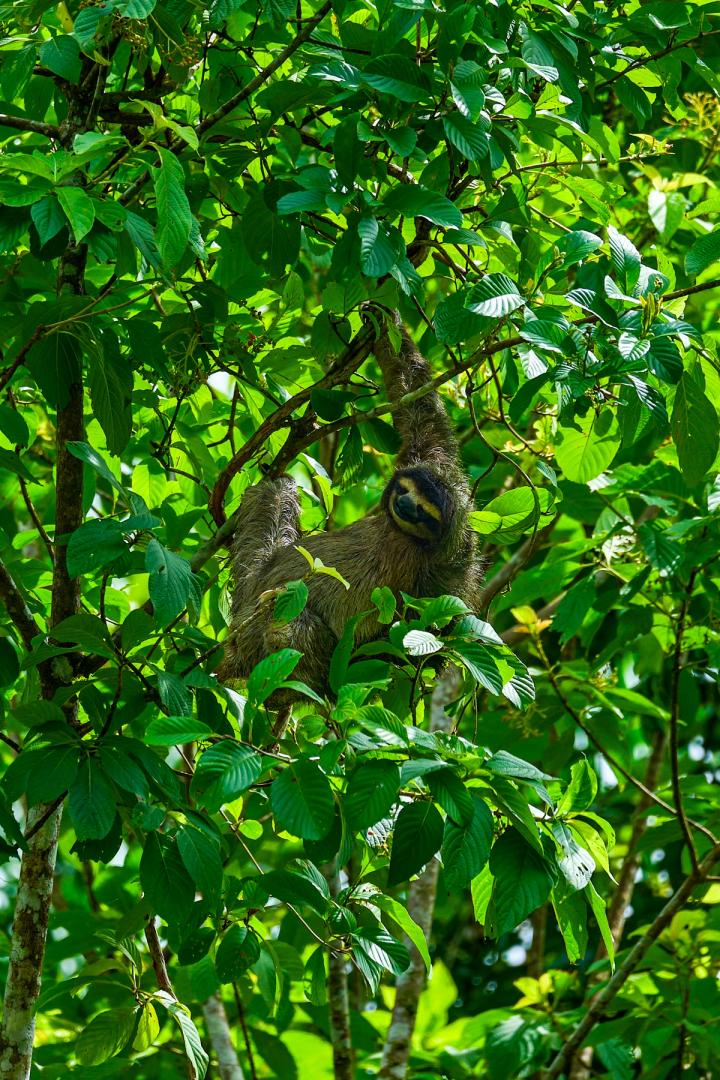 a sloth hanging from a tree in panama city, panama