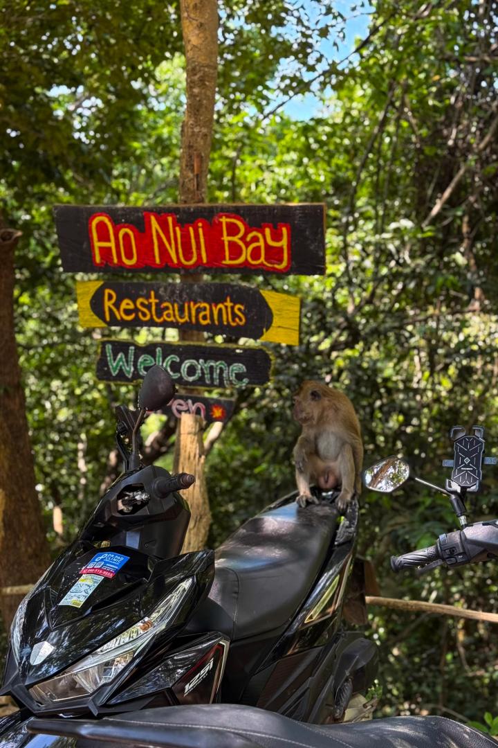 monkey sitting on a scooter in Koh Lanta, thailand