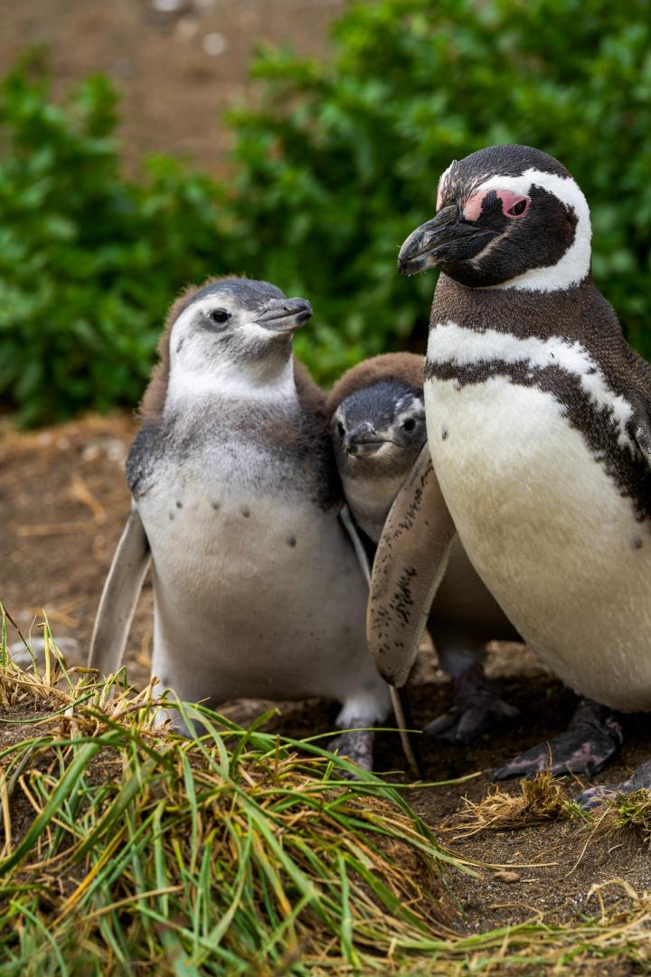 penguins on martillo island in ushuaia, argentina