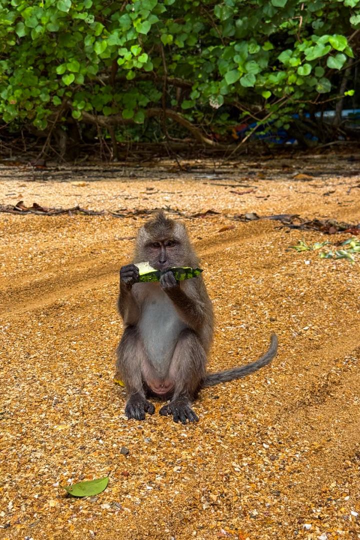 monkey eating fruit on the beach in Koh Lanta, thailand