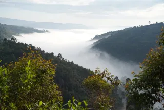 Mist in Uganda