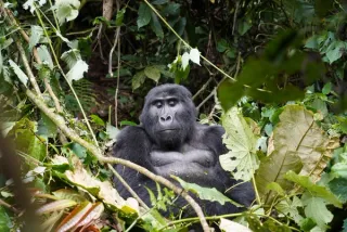 Mountain gorilla in Bwindi