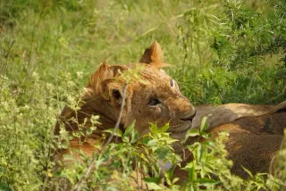 Lion in Murchison falls national park