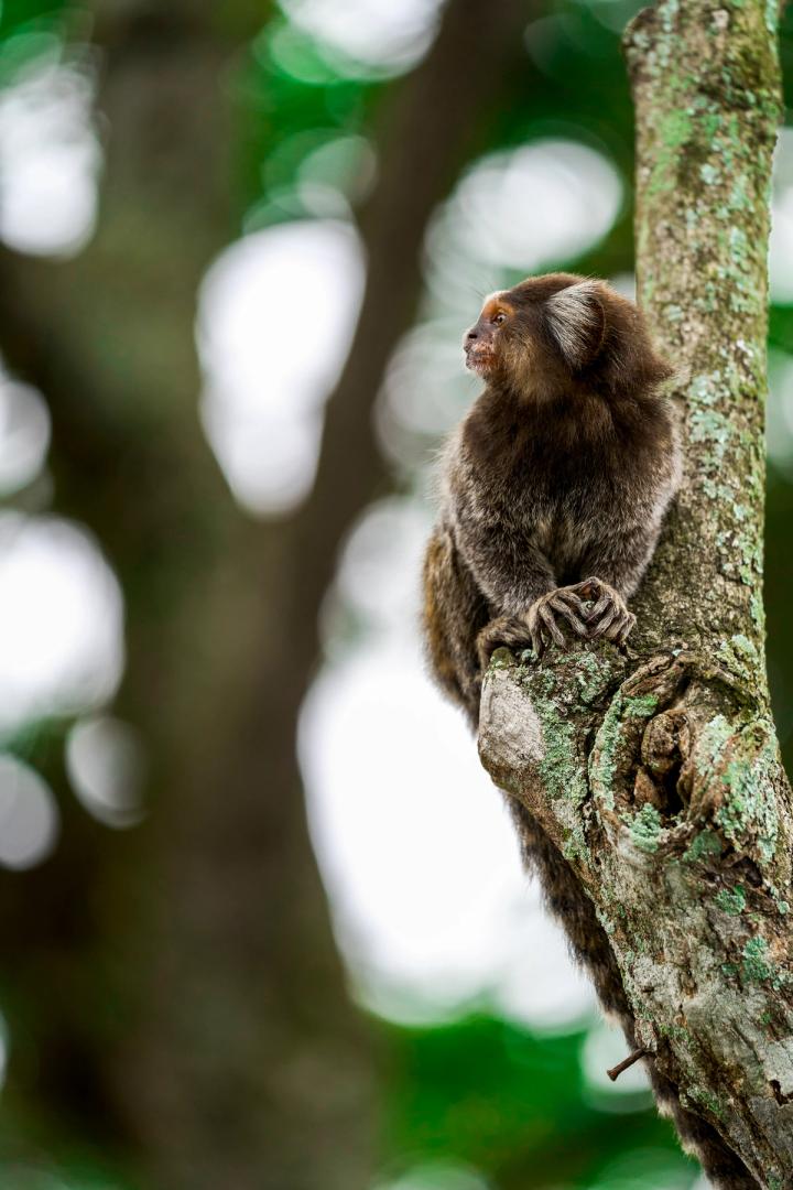 a monkey sitting in a tree in rio de janeiro, brazil