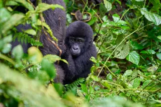 Gorilla in Bwindi nationalpark