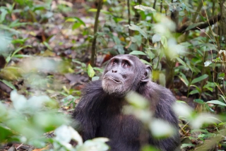 Chimpanzee trekking in Kibale 