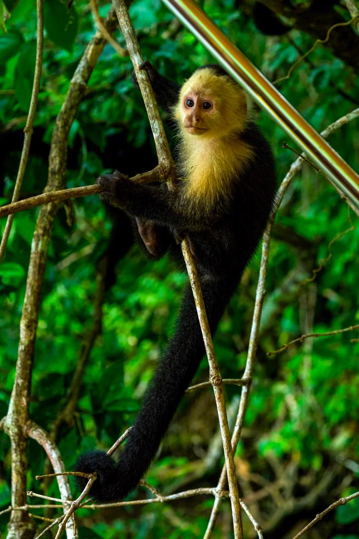 a monkey on monkey island outside panama city