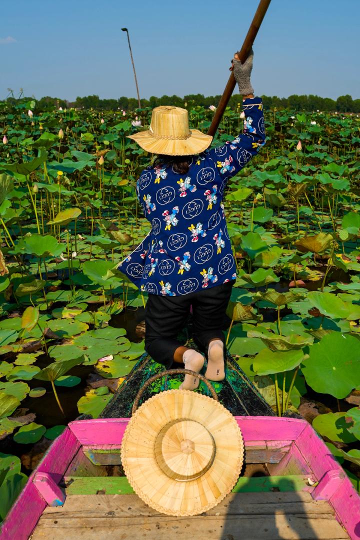 woman rowing a pink boat in the lotus field in siem reap, Cambodia