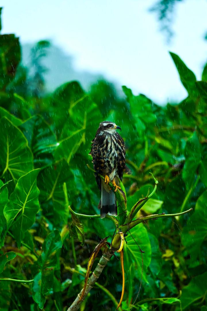 a bird in the jungle outside panama city