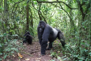 Silverback gorilla in DR Congo