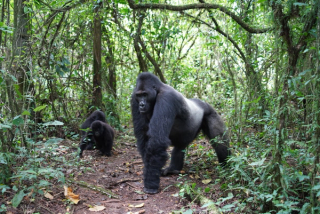 Silverback gorilla in DR Congo