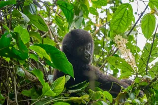 Gorilla in Bwindi nationalpark