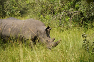 Rhino in Ziwa