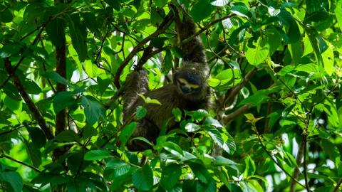 a sloth chilling in a tree just outside panama city in panama