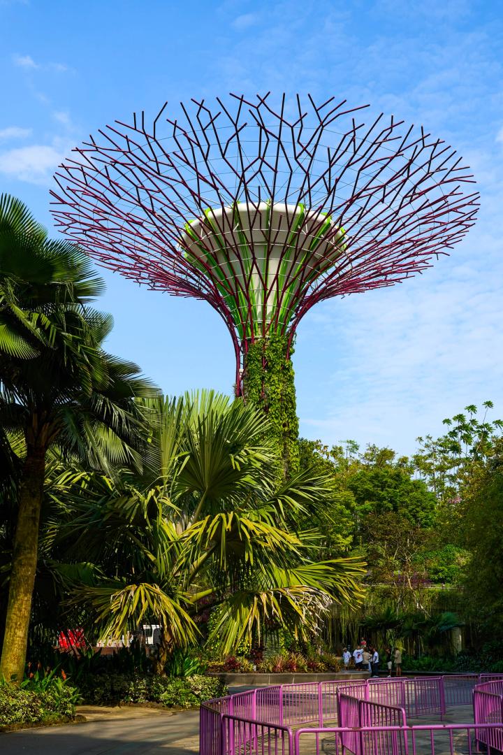 The supertree in the Gardens by the bay, Singapore