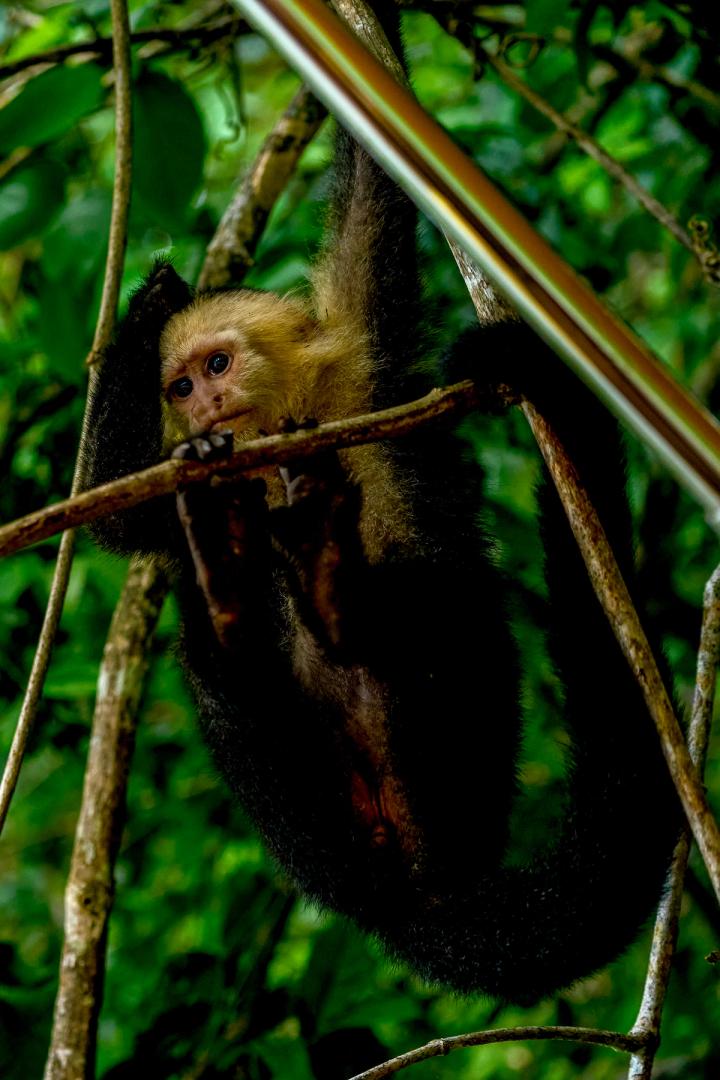 monkeys playing on monkey island in panama city, panama