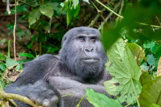 Gorilla in Bwindi nationalpark