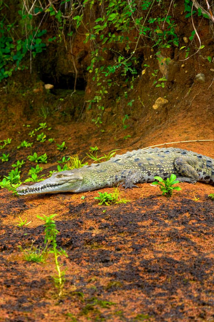 a crocodile relaxing on the river bank on monkey island, panama city