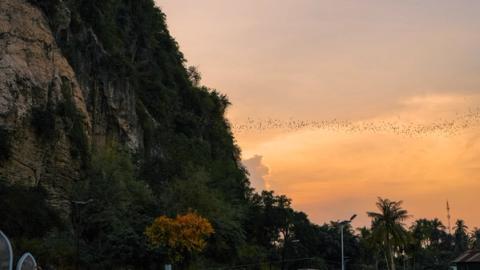 Millions of bats flying out of a cave at sunset in Battambang, Cambodia