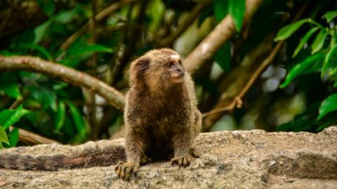 a monkey in rio de janeiro