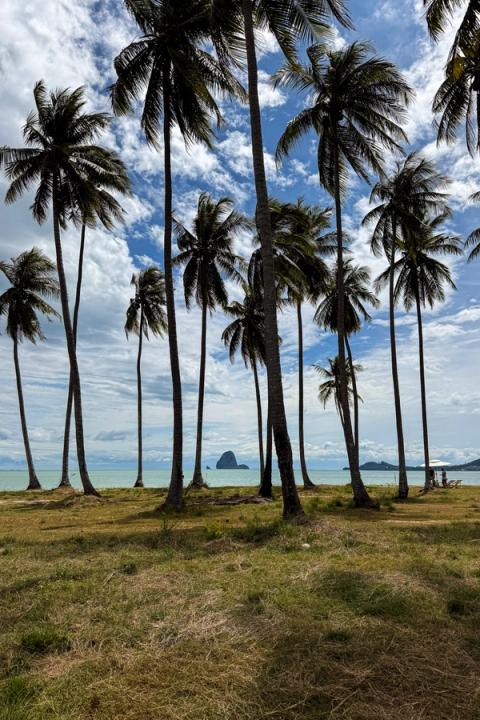 palm trees on the beach in Koh Yao Yai, thailand