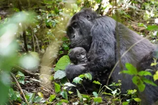 Gorillas in DR Congo