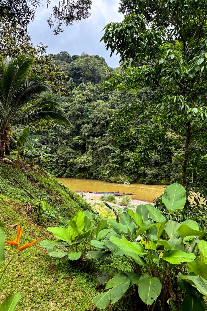 the jungle surrounding the embera village outside panama city, panama