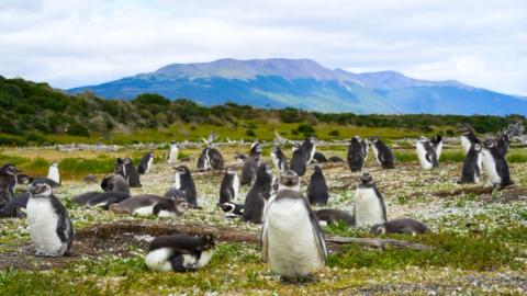 plenty of penguins roaming free on martillo island in ushuaia, argentina