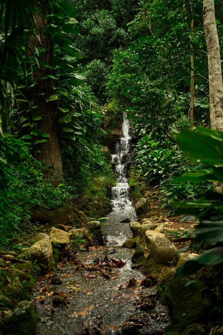 a waterstream in the Botanical garden in Rio de janeiro, brazil