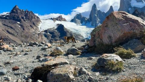 a fox wandering around in patagonia, argentina