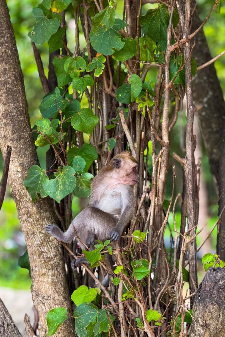 a monkey sitting in a tree in krabi, thailand