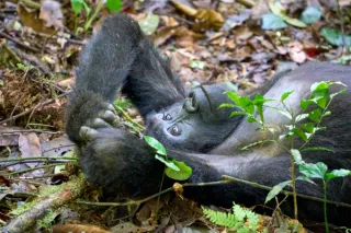 Gorilla in Bwindi nationalpark