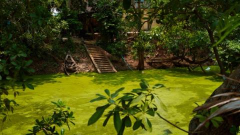 green water surrounded by peaceful gardens in Battambang, Cabmbodia